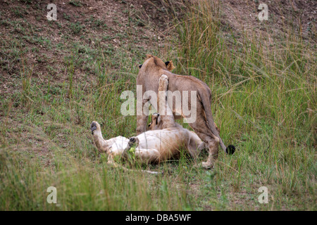 Deux jeunes lions (panthero leo) jouant dans l'herbe. Un mâle d'une femelle Banque D'Images