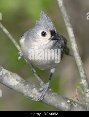 Un mignon petit oiseau, la mésange bicolore, Parus bicolor, frappant un curieux Banque D'Images