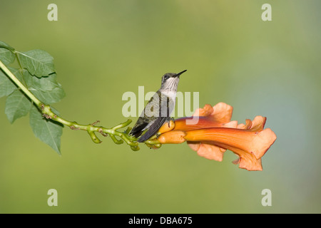 Un tout petit oiseau, l'Ruby-Throated Femme Colibri sur une trompette Orange Lily avec un fond vert, Archilochus colubris Banque D'Images