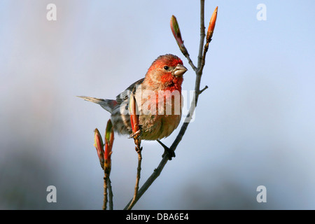 Un mignon petit oiseau, le mâle Roselin familier au début du printemps, Carpodacus mexicanus Banque D'Images