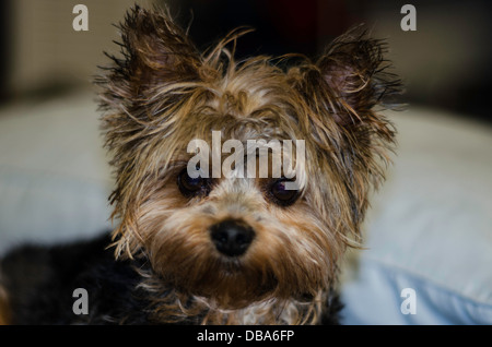 Chien Yorkshire Terrier après un bain Banque D'Images