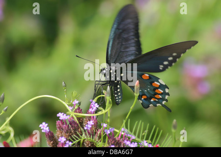 Un papillon en mouvement, le Pipevine Swallowtail Nectar sur les Fleurs de verveine brésilien, battus Philenor Banque D'Images