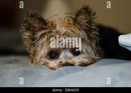 Yorkshire Terrier après un bain Banque D'Images