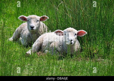 Agneaux dans la réserve naturelle de seigle (Sussex, Angleterre) Banque D'Images