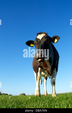 La langue de vache Meadow Banque D'Images