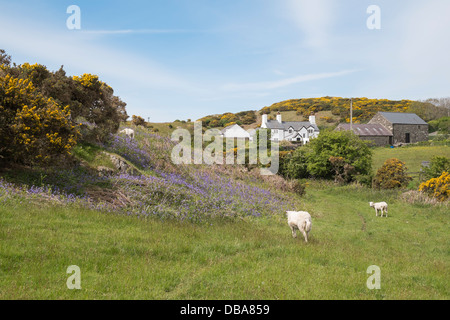 Scène de pays au printemps avec bluebells agneaux et moutons dans une ferme près de Cemaes, Isle of Anglesey, au nord du Pays de Galles, Royaume-Uni, Angleterre