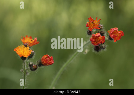 Les fleurs de l'épervière orange, également connu sous le nom de fox-et-d'oursons, Pilosella aurantiaca Banque D'Images