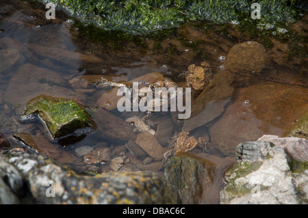 Groupe de l'accouplement de crapauds dans la région côtière extérieure Banque D'Images