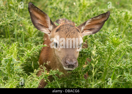 Les jeunes red deer (Cervus elaphus, dans les chardons Banque D'Images