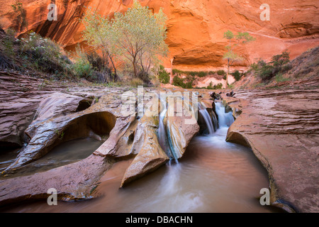 Stream et de formations rocheuses Coyote Gulch, Grand Staircase Escalante National Monument Banque D'Images