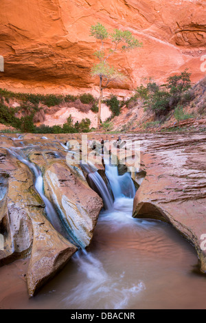 Stream et de formations rocheuses Coyote Gulch, Grand Staircase Escalante National Monument Banque D'Images