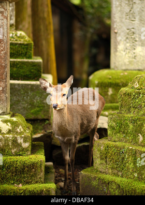 Nara deer se promènent en liberté dans le parc de Nara, au Japon. Banque D'Images