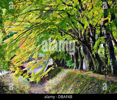 Feuille d'érable en Tunnel Kawaguchi, le Japon. Banque D'Images