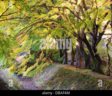Feuille d'érable en Tunnel Kawaguchi, le Japon. Banque D'Images