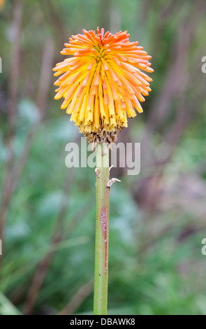 Red Hot Poker (Kniphofia baurii) - Famille d'Aloès, nr Cape Town, Afrique du Sud Banque D'Images