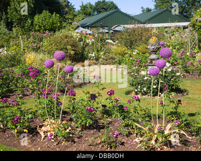 Jardins de Peter Beales roses Wymondham pépinière, Norfolk, Angleterre Banque D'Images