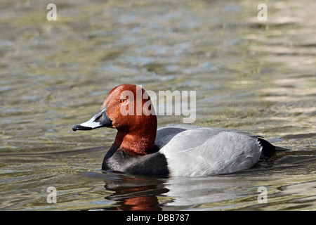 Un fuligule milouin (Aythya ferina) Drake Banque D'Images