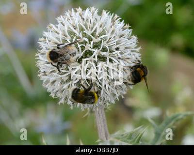 Bumble abeilles sur un chardon blanc echinops Arctic Glow. Banque D'Images