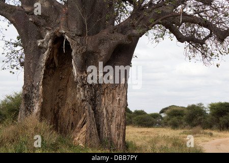 Baobab avec les dégâts causés par les éléphants dans le parc national de Tarangire Tanzanie Afrique Banque D'Images