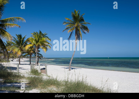 Palmiers SMATHERS BEACH KEY WEST FLORIDA USA Banque D'Images