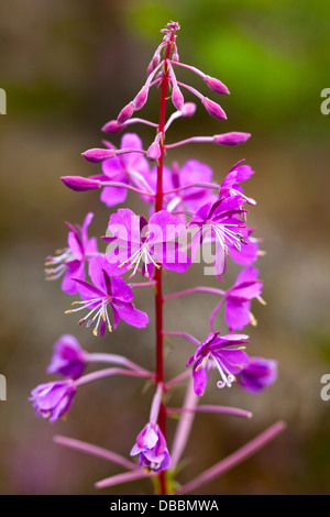 La Salicaire (Lythrum salicaria) floraison dans Lentiira, Kuhmo, Finlande Banque D'Images