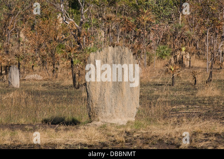 Termitières magnétiques dans la région de Litchfield National Park, Australie Banque D'Images