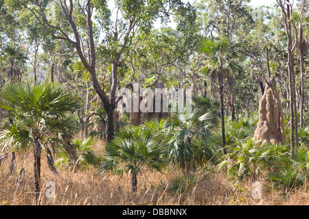 Termitières géantes dans le parc national de Kakadu, Australie Banque D'Images