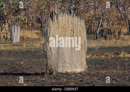 Monticules de termites magnétiques géants dans le parc national de litchfield, territoire du Nord, Australie Banque D'Images