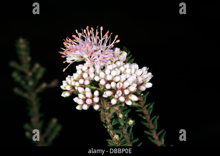 Close-up of Buchu/ Boegoe/ Bookoo fleurs - Agathosma ciliaris - Famille Rutaceae Banque D'Images