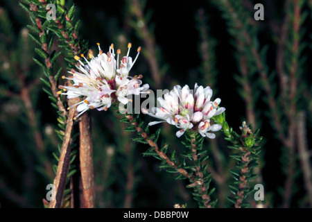 Close-up of flowers Buchu Agathosma- ciliaris -Famille Rutaceae Banque D'Images