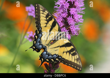 L'Est Tiger Swallowtail Butterfly sur un pédoncule de Blazing Star Fleurs, Papilio glaucus Linnaeus Banque D'Images