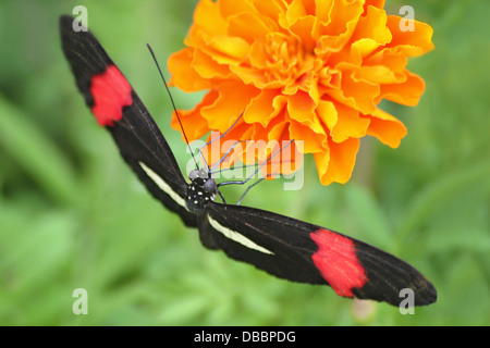 Un petit papillon, Erato Heliconian, Heliconius erato, le nectar des fleurs de souci, Longwing Banque D'Images