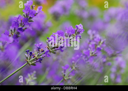 Fleurs de Lavande avec une faible profondeur de champ Banque D'Images