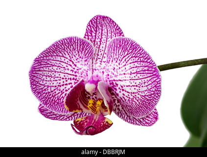 Orchidée phalaenopsis à motifs fleur sur fond blanc Banque D'Images