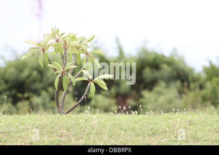 Le petit arbre à côté de la voiture de route. Banque D'Images