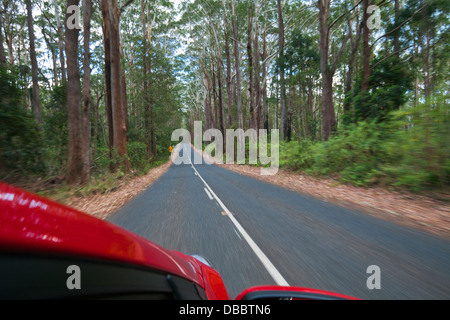 La conduite dans la forêt d'eucalyptus dans la région de Parc National de Springbrook. L'arrière-pays de la Gold Coast, Queensland, Australie Banque D'Images