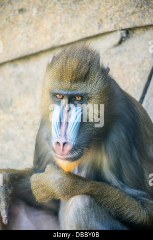 Un gros plan d'un mandrill colorés Banque D'Images
