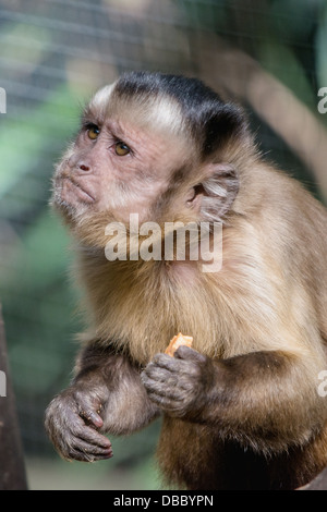 Un gros plan de la face expressive d'un singe capucin de manger Banque D'Images