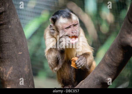 Un gros plan de la face expressive d'un singe capucin de manger Banque D'Images