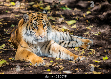 Un tigre allongé sous un arbre, les yeux dans le lointain. Banque D'Images