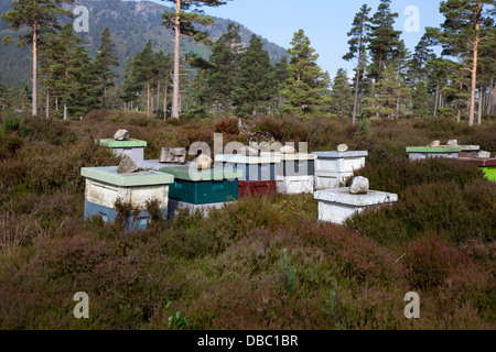 Les abeilles à miel de bruyère écossaise récolter le nectar de wild heather. Les ruches en bois - Smiths, à Bruyères, le Parc National de Cairngorms, en Écosse, Royaume-Uni Banque D'Images