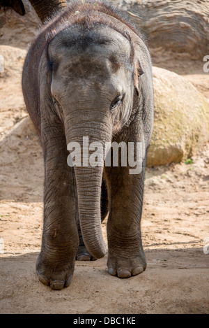 Un éléphant Joue de veau dans son enclos au zoo de l'Australie Banque D'Images