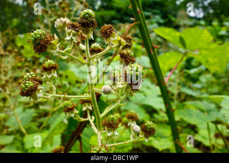 Les mûres vert avant qu'ils mûrissent bramble rudus fruiticosus agg Banque D'Images