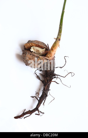 Les racines des jeunes Anglais noyer (Juglans regia) arbre. Banque D'Images