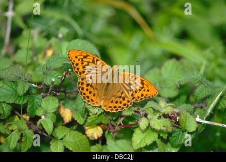 Une belle silver-lavé fritillary au repos Banque D'Images