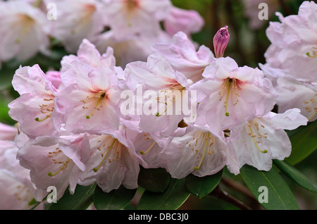 Rose pâle fleur Rhododendron fortunei close up Banque D'Images