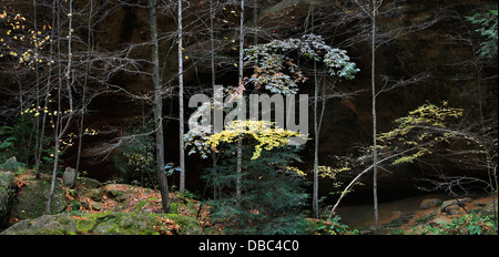 Les arbres et les feuilles à l'automne sur la pittoresque Old Man's Cave State Park de centre de l'Ohio, Région de Hocking Hills, États-Unis Banque D'Images