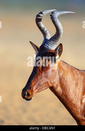 Bubale rouge portrait - Alcelaphus caama - Kalahari - Afrique du Sud Banque D'Images