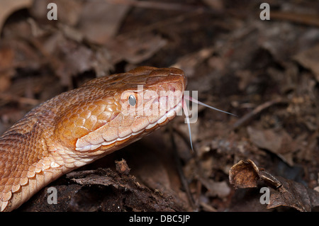 Le nord de Copperhead Serpent, Agkistrodon contortrix mokasen, Pit Viper, reptiles d'amérique du nord, de reptiles, serpent Banque D'Images