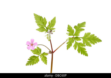 Geranium robertianum, Robert d'herbes, fleurs et feuillages isolés contre white Banque D'Images